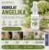 HIDROLAT (CVETNA VODICA) ANGELIKA