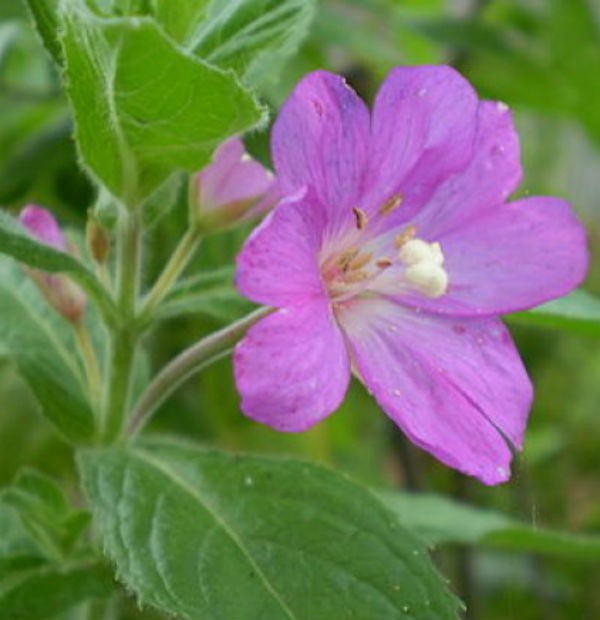 NEVEN CVET